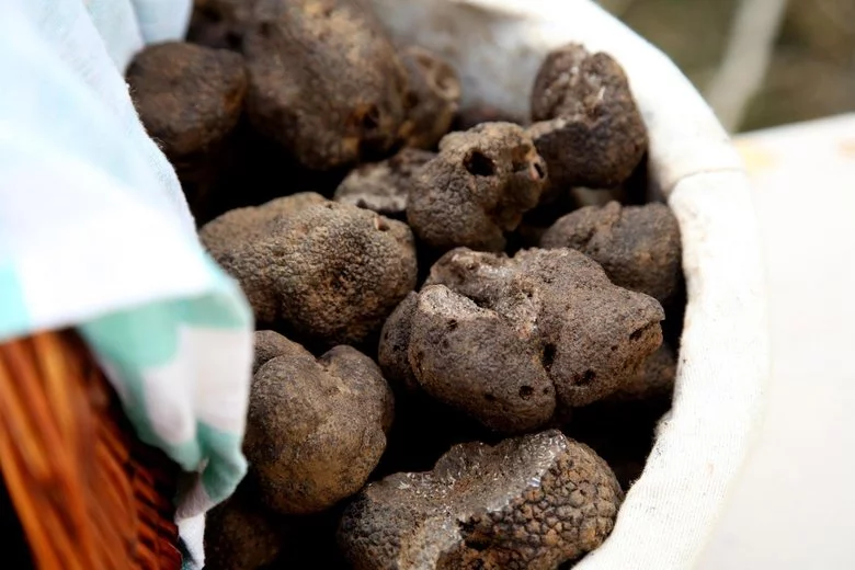 Turquie : amende "astronomique" pour un Italien accusé de contrebande de truffes