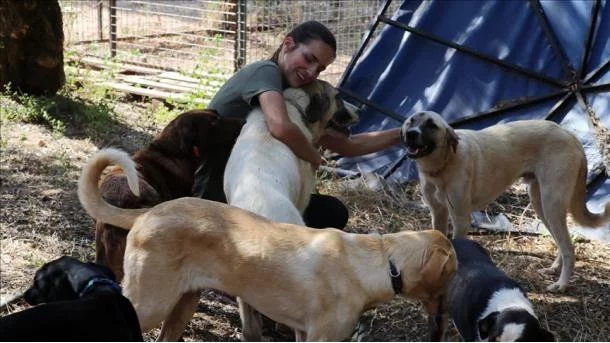Une Hollandaise devient "l'ange protectrice" des animaux abandonnés