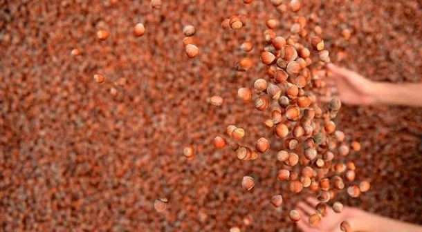 Les exportations de noisettes de Turquie ont rebondi de 75% en septembre après les inondations de l'année dernière