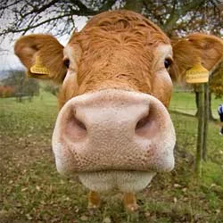 La Turquie, bouffée d'oxygène pour l'élevage bovin français