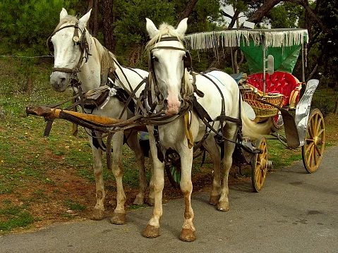 Chevaux maltraités : haro sur les calèches des îles d'Istanbul