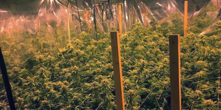 1,2 tonne de marijuana saisie dans l'est de la Turquie