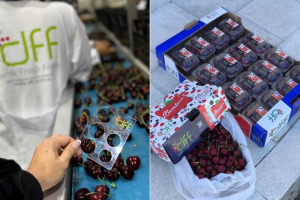 Record sur la production des cerises en Turquie