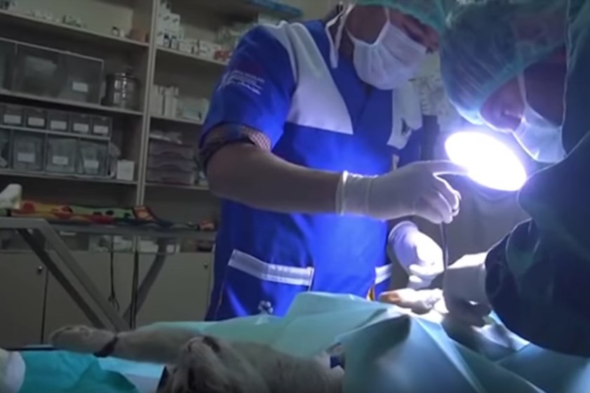 Opération d'un chat à Istanbul dans un hôpital