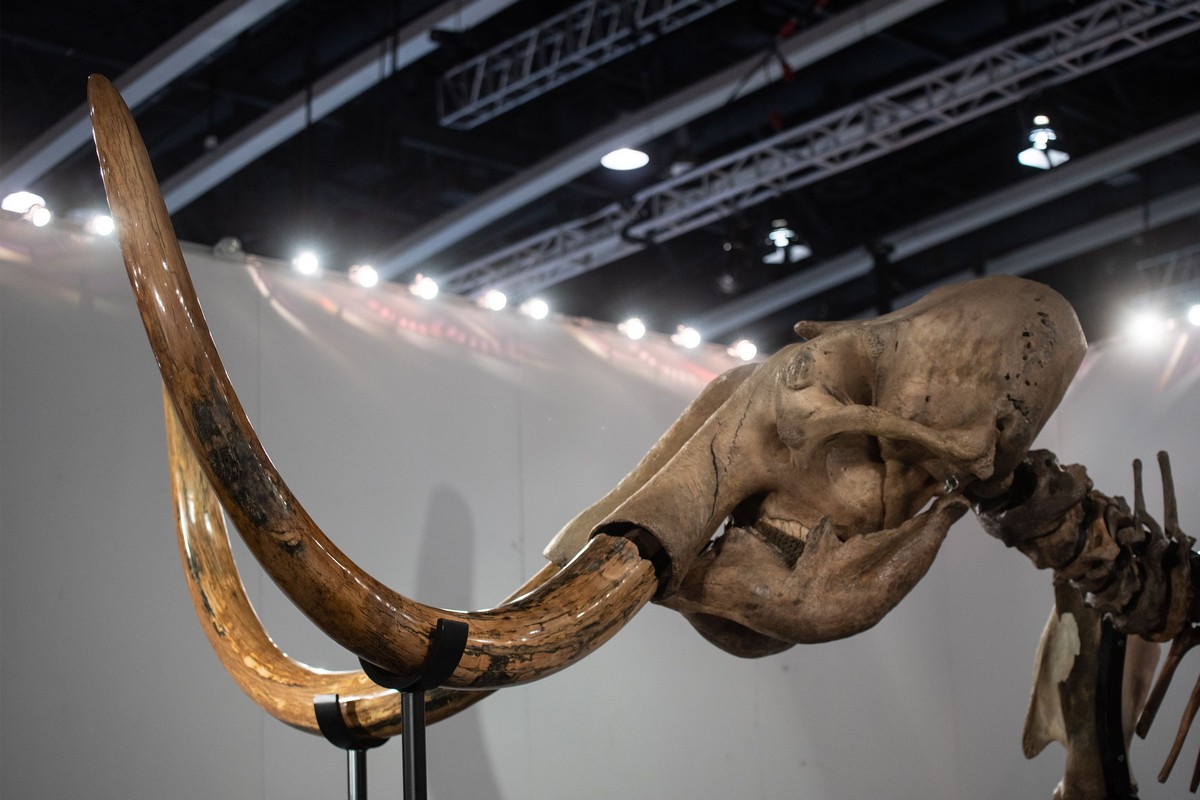 Les restes d'un mammouth laineux vieux de 28 000 ans exposés en Turquie