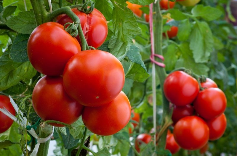 La Turquie interdit les exportations de tomates jusqu'à la mi-avril