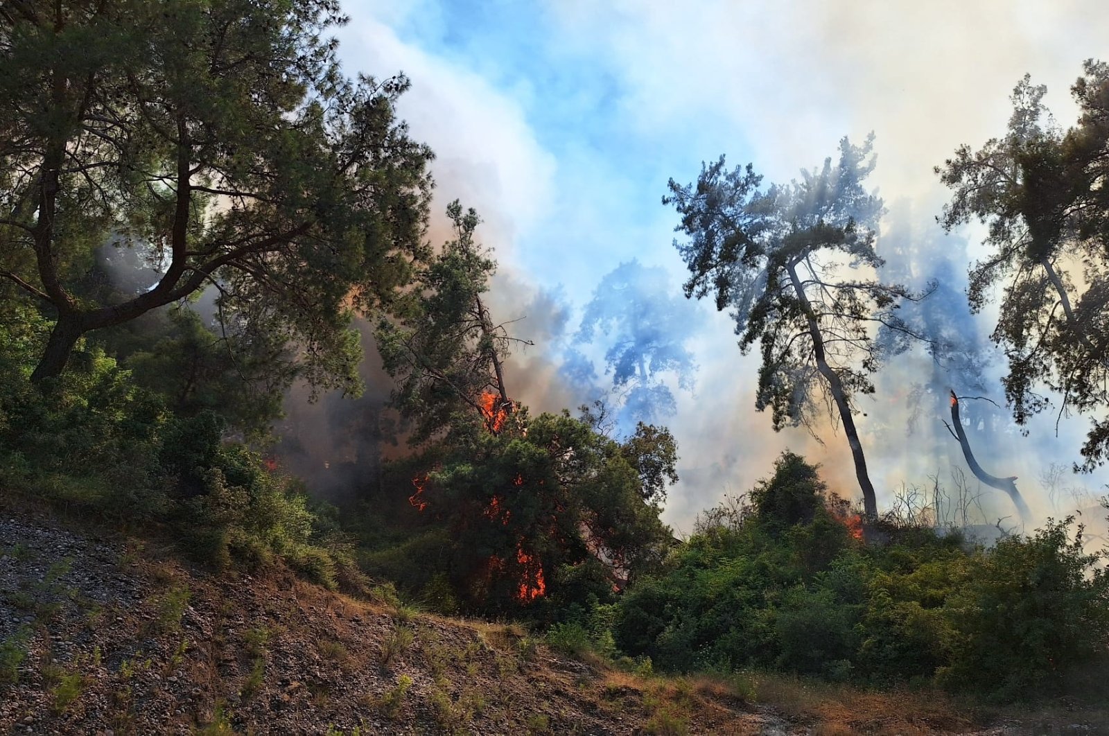 Un incendie de forêt embrase la forêt de Çalkaya dans le sud d'Antalya