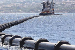 La Turquie veut lancer à partir de l'Algérie la production de la semence acclimatée