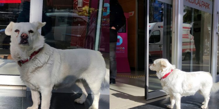 Une chienne dévouée attend patiemment à l'extérieur de l'hôpital pendant des jours pour rencontrer son propriétaire malade en Turquie