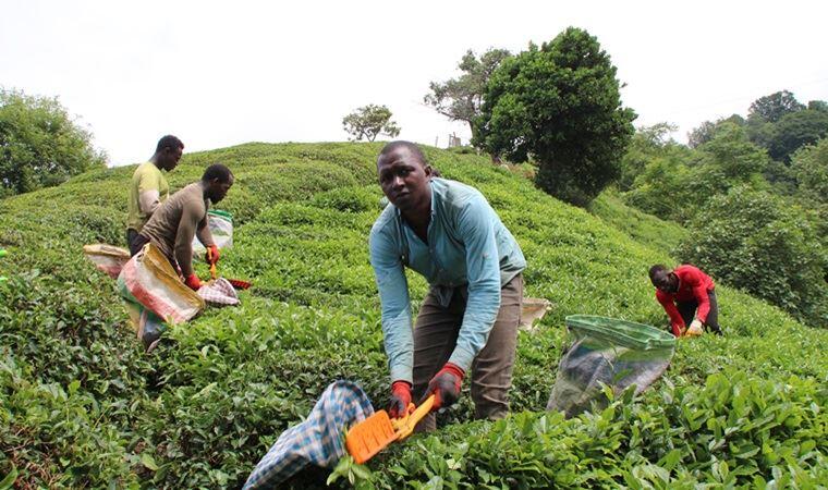 Les travailleurs africains viennent en renfort pour la récolte du thé noir de Rize