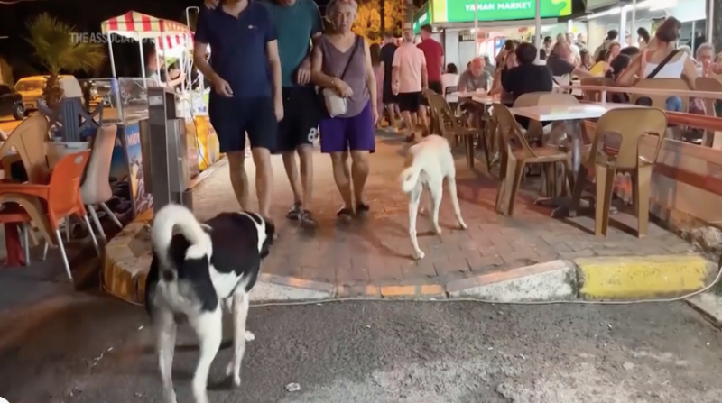 La Turquie approuve la loi visant à enlever les chiens errants des rues