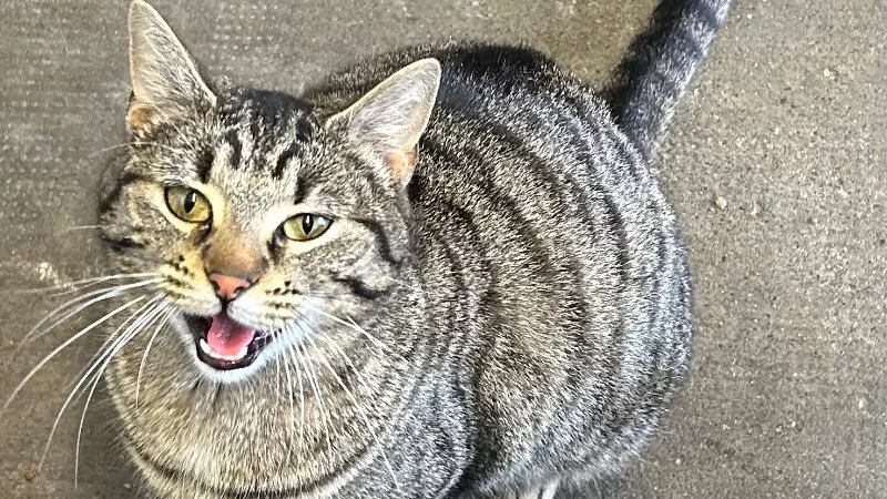 Ils divorcent, elle obtient la garde : il devra verser 200 € de pension…