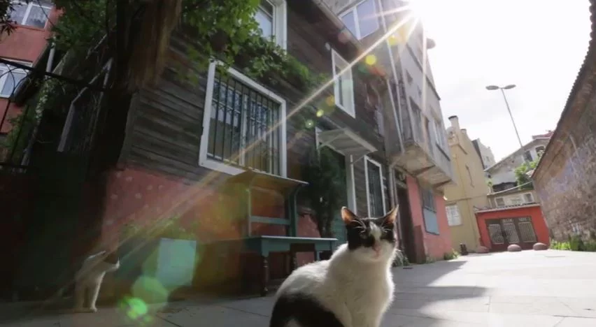 Un documentaire sillonne Istanbul à hauteur de chat