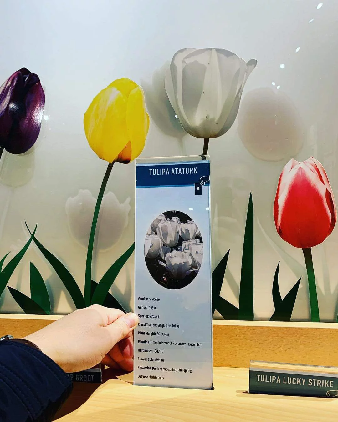 LA TULIPE : &#127799;UNE FÉERIE DE L'ÂME TURQUE &#127799;