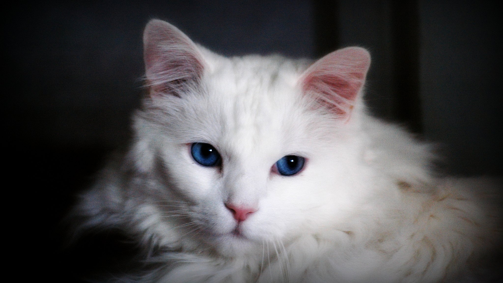 L'Angora Turc, un chat d'une rare élégance et d'une grande sensibilité