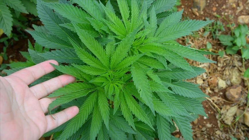 Plus de 1 million de racines de cannabis saisies dans l'est de la Turquie