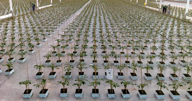 La Turquie augmente sa production sous serre