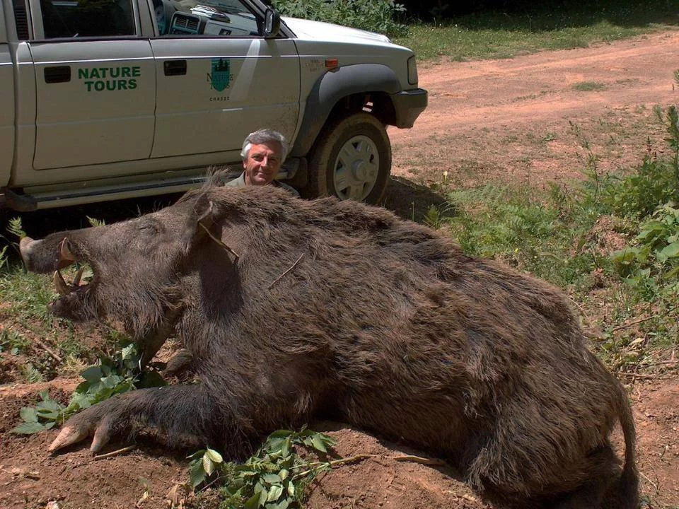 Chasse : le plus grand sanglier chassé en Turquie