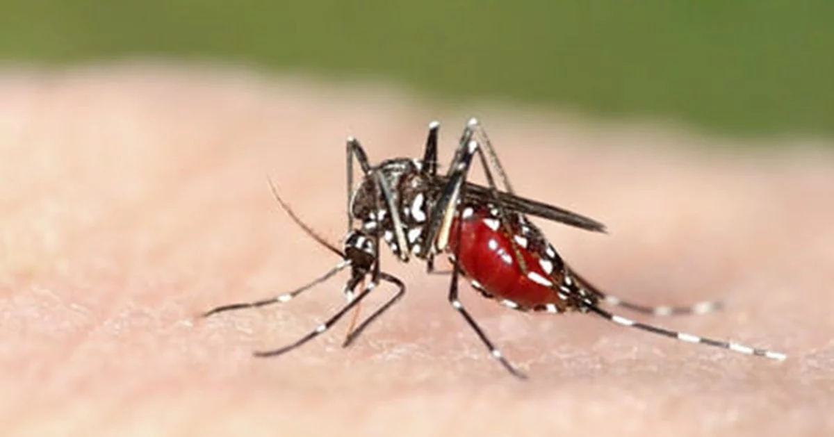 Zika, dengue et "chick" : la progression du moustique tigre favorise leur propagation en France