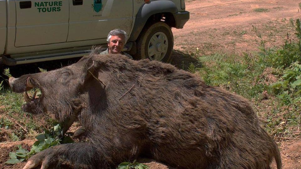Chasse : le plus grand sanglier chassé en Turquie
