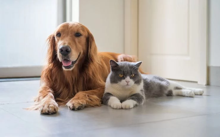 Vers une "identité" officielle pour les animaux domestiques en Turquie