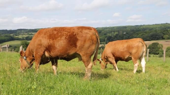 La Turquie rouvre ses frontières aux bovins français