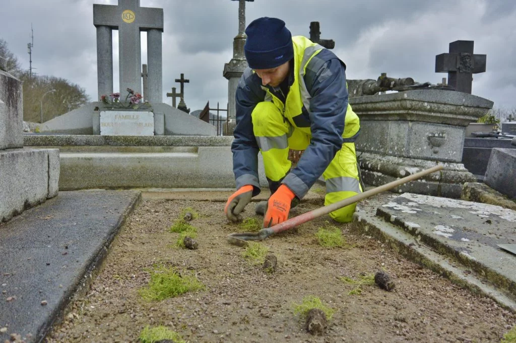 Une plante turque va pousser dans les allées du cimetière à Lamballe