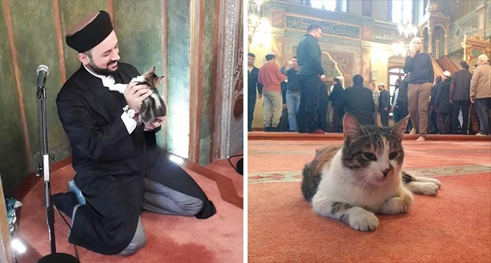 Un imam fait le buzz en ouvrant les portes de sa mosquée aux chats errants