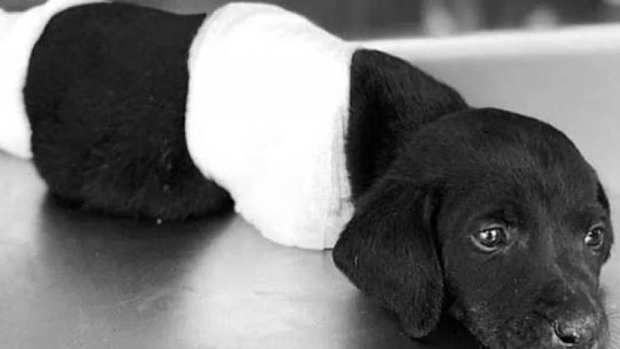 La mort d'un chiot après son démembrement provoque une vague d'indignation sans pareille en Turquie (vidéo)