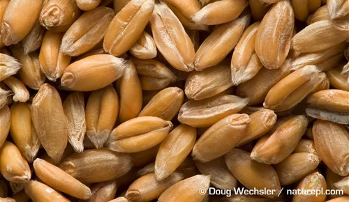 La Russie reprend ses exportations de céréales vers la Turquie