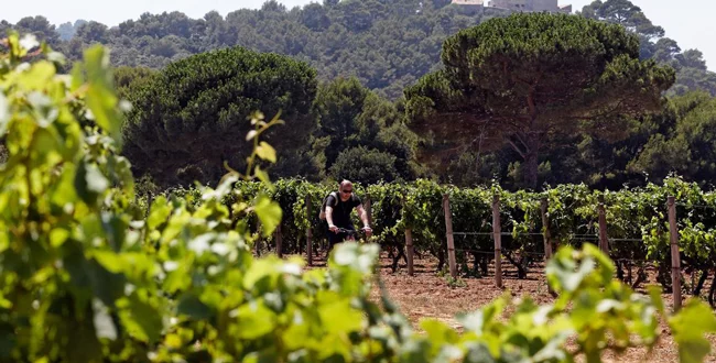 Turquie : malgré les obstacles, l'industrie du vin s'accroche pour vivre