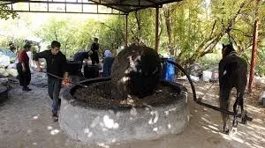Turquie/Huile d'olive : Des méthodes traditionnelle
