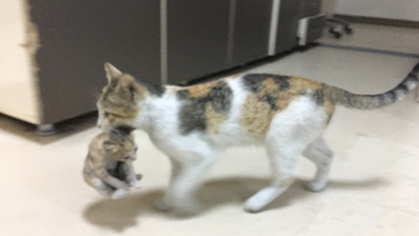 Une chatte amène son petit à l'hô­pi­tal