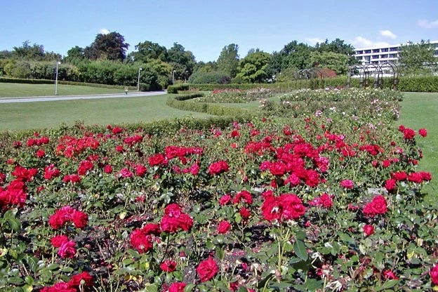 Grasse récupère 80% de la production de roses de Turquie