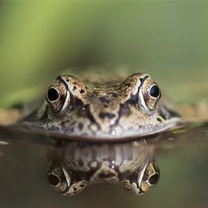 La Turquie relâche 7 500 grenouilles capturées par des braconniers.