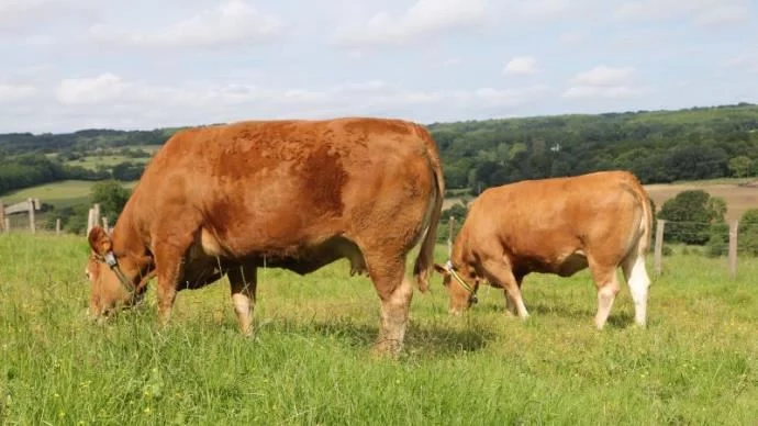 La Turquie rouvre ses frontières aux bovins français