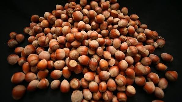 Crise sans précédent dans la filière mondiale de la noisette 