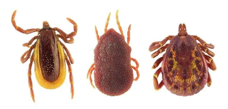 France : Maladie de Lyme : les nouveaux cas augmentent de façon "significative"