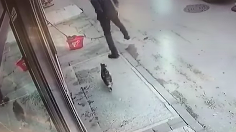 [Humour] Un chat agresse un homme dans une rues à Bursa