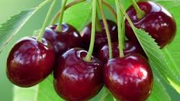 L'industrie des cerises en Turquie prévoit une croissance sur le marché chinois