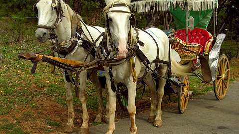 Chevaux maltraités : haro sur les calèches des îles d'Istanbul