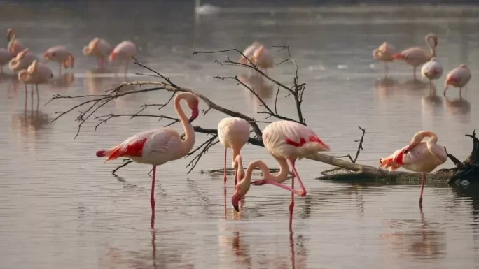 Les dirigeants arménien et turc soulignent "l'importance" de meilleures relations (Erevan)