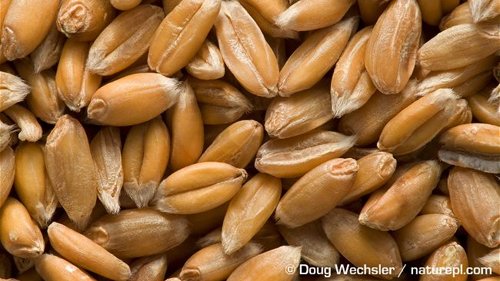 La Russie reprend ses exportations de céréales vers la Turquie