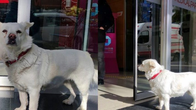 Une chienne dévouée attend patiemment à l'extérieur de l'hôpital pendant des jours pour rencontrer son propriétaire malade en Turquie