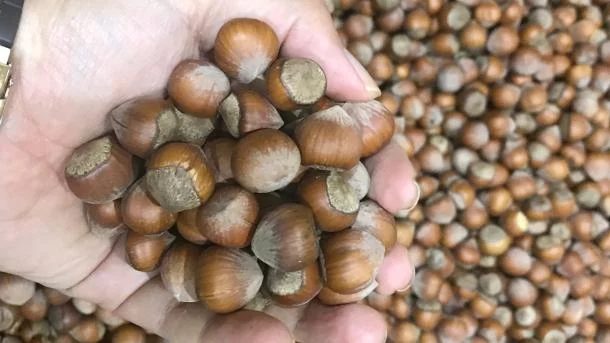 Près de 14 mille tonnes de noisettes turques exportées vers l'UE en 2018