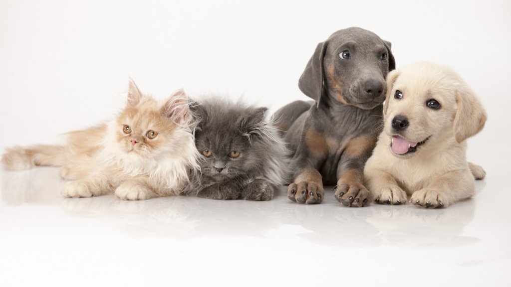 Le gouvernement turc renforce la protection des animaux de compagnie