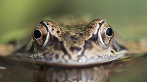 La Turquie relâche 7 500 grenouilles capturées par des braconniers.