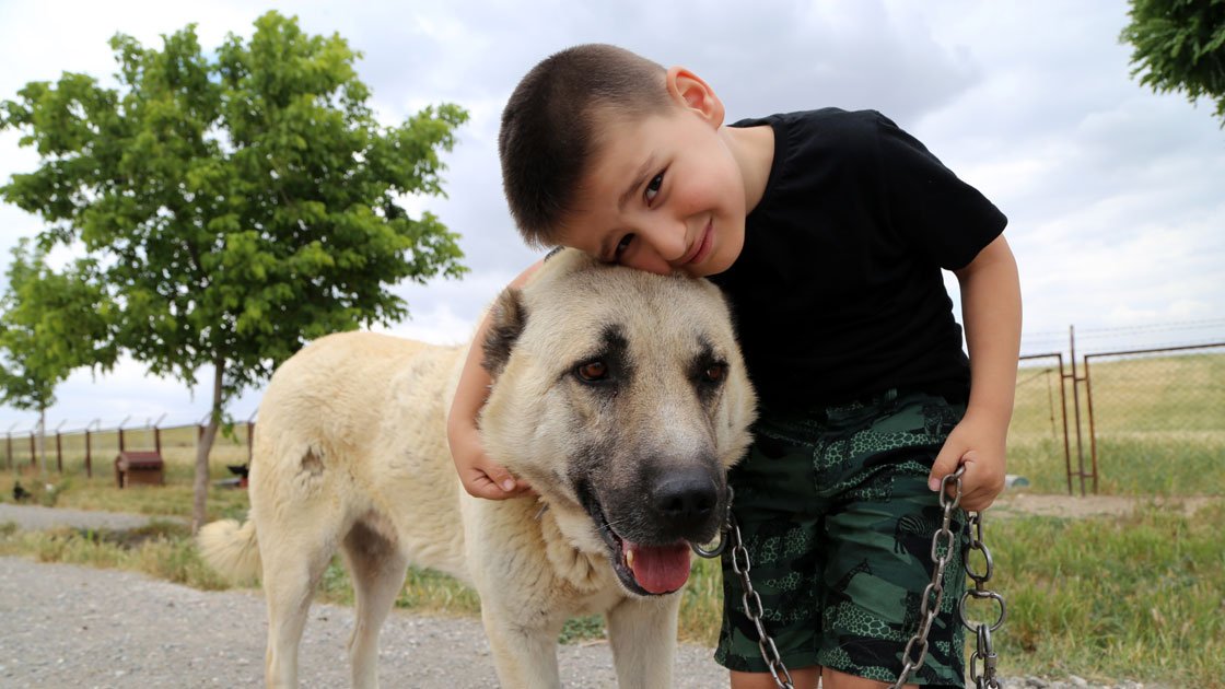 Turquie : Il grandit au milieu des chiens Kangal à Sivas