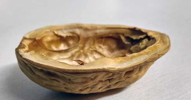 Coquille de noix 