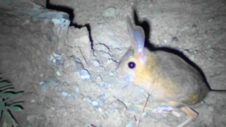 Jerboa en voie de disparition repérée en Anatolie centrale à Sivas